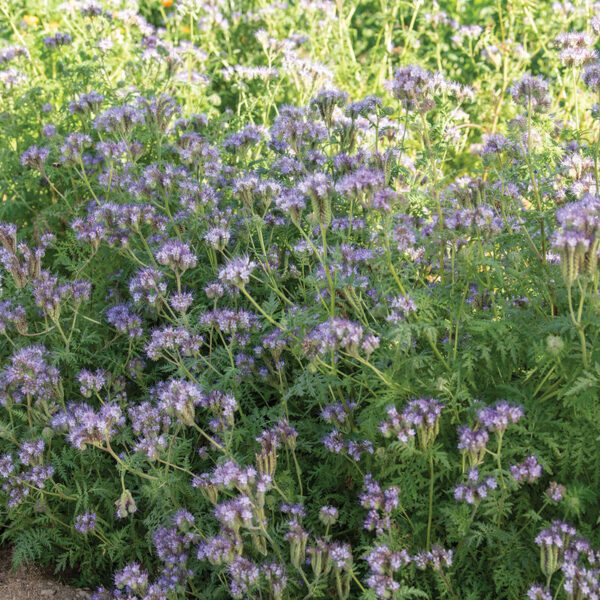 Phacelia (Phacelia)