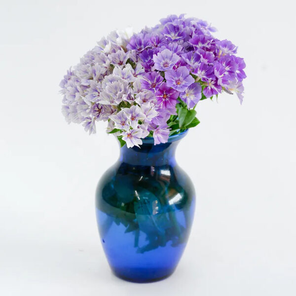 Phlox (Lavender Beauty)