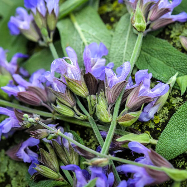 Sage (Broad Leaf)