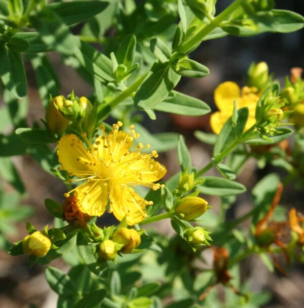 Saint John's Wort