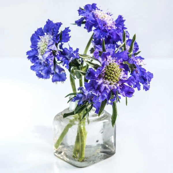 Scabiosa (Fama Blue)