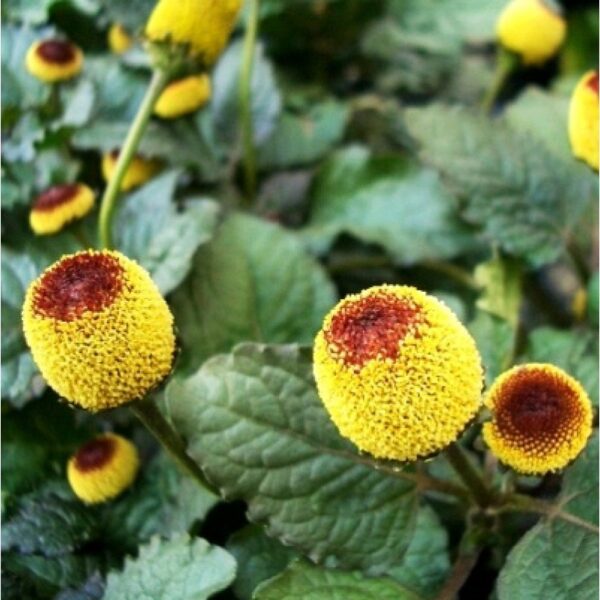 Spilanthes (Toothache Plant)