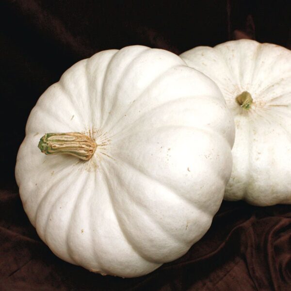 Squash (White Flat Boer Ford)