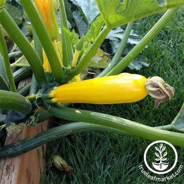 Squash (Zucchini Golden Glory)