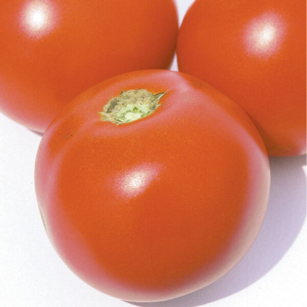 Tomato (Estiva-Slicer)