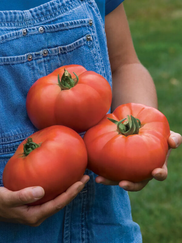 Tomato (Porterhouse)