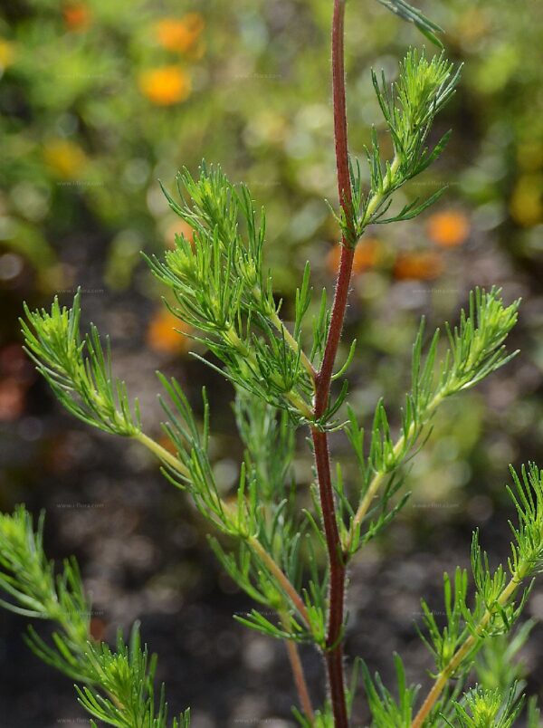 Wormwood (Redstem)