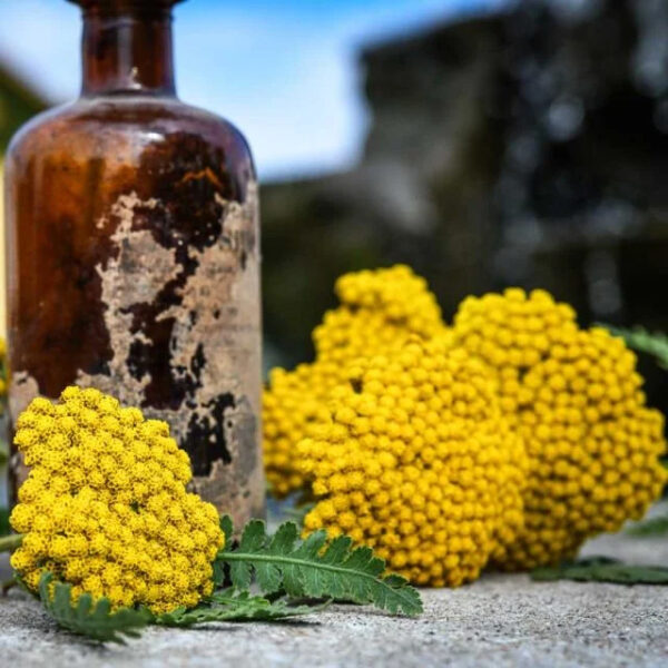 Yarrow (Parker's Variety)