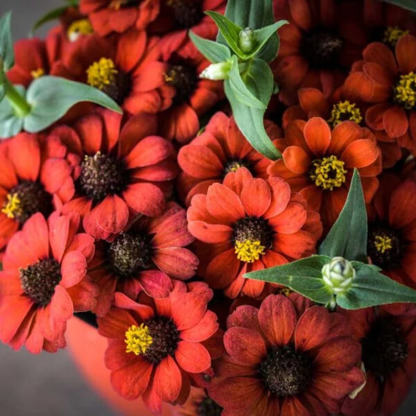 Zinnia (Peruviana)