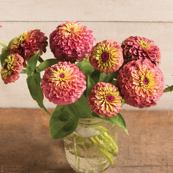 Zinnia (Queeny Red Lime)