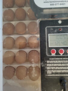 Brown Eggs in Incubator