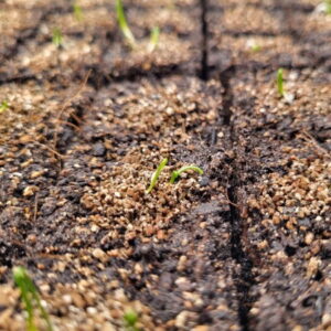 2026 Seeds Beginning to Sprout