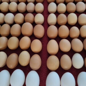 CSA Add-On Egg Subscription