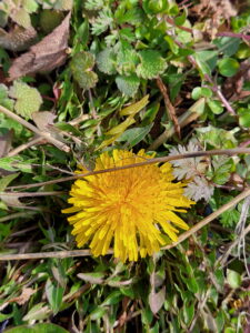 Dandelion Bloom