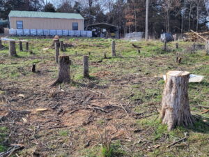 A Cluster of Tree Stumps