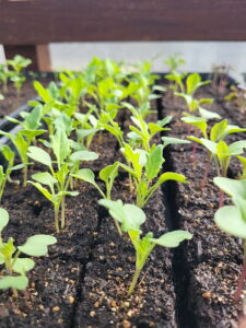 2026 February Seedlings in Seed Blocks